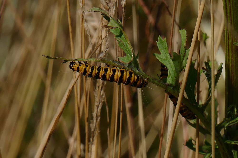 x5-Caterpillar - Iggy Tavares.jpg