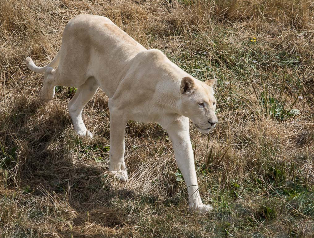 20180728 7D2 0032 White Lion 'Panthera leo leo'.jpg