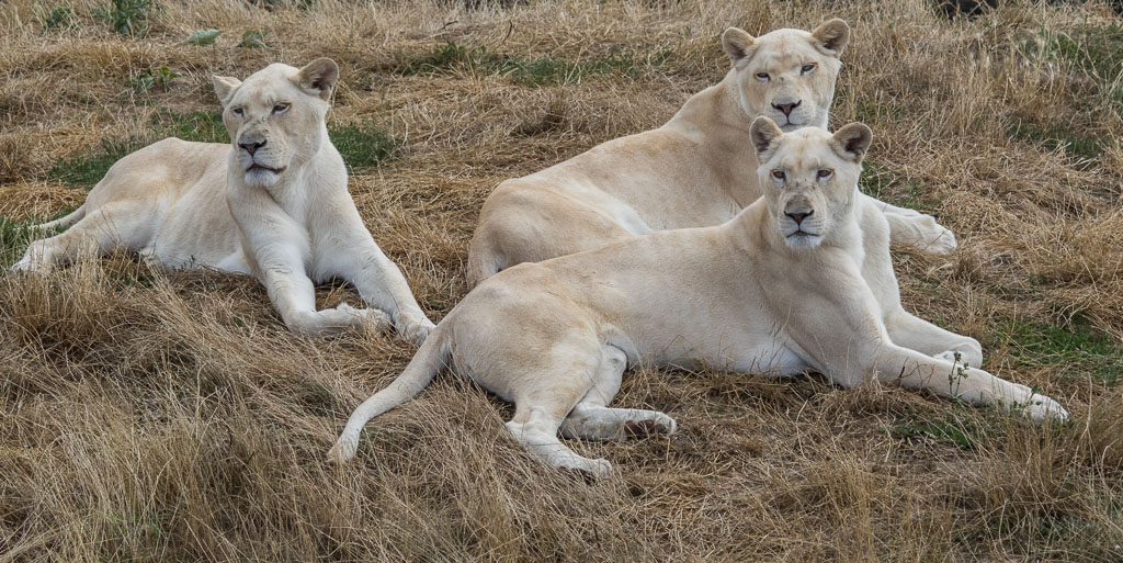 20180728 7D2 0044 White Lion 'Panthera leo leo'.jpg