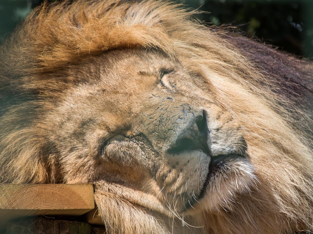 20180728 7D2 0056 African Lion 'Panthera leo leo'.jpg