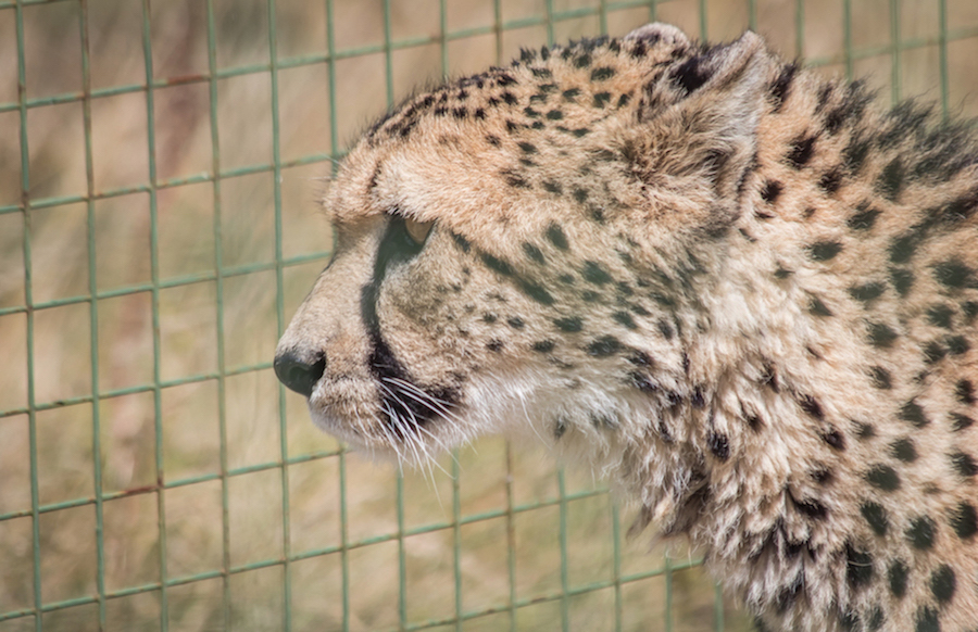 20180728 7D2 0018 Southern Cheetah 'Acinonyx jubatus jubatus' FRM.jpg