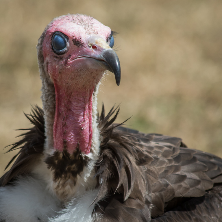 20180728 7D2 0099 Hooded Vulture 'Necrosyrtes monachus'.jpg