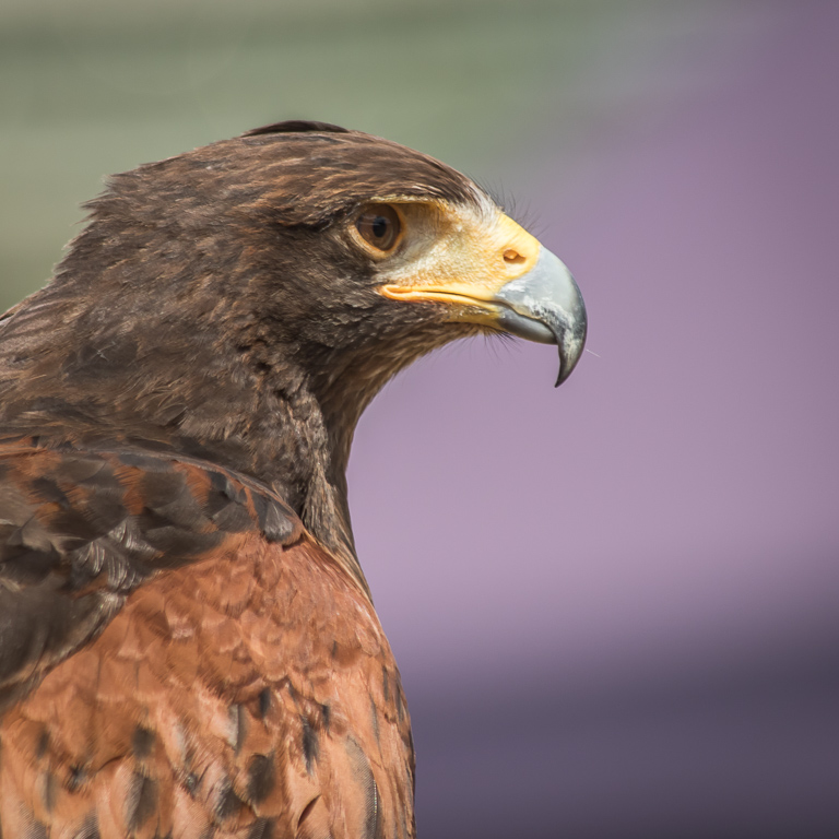 20180728 7D2 0115 Harris's Hawk 'Parabuteo unicinctus'.jpg