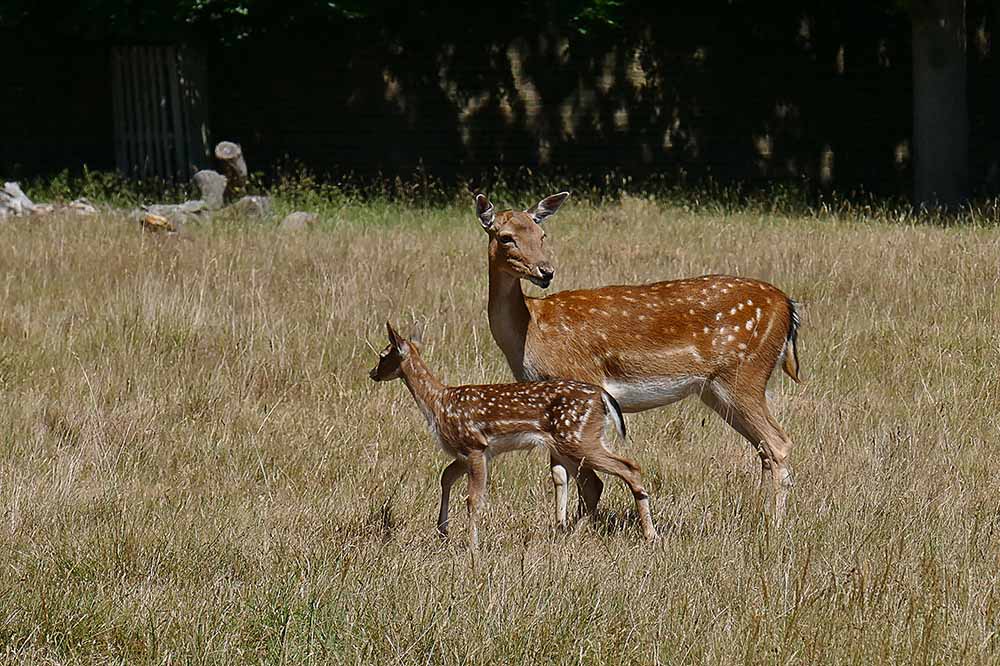 Fallow Deer & Fawn - Iggy Tavares.jpg