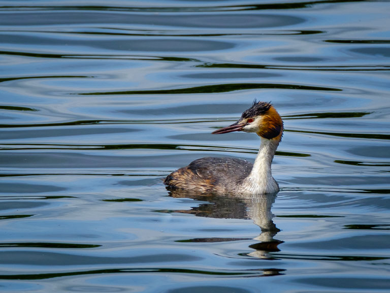 Grebe.jpg