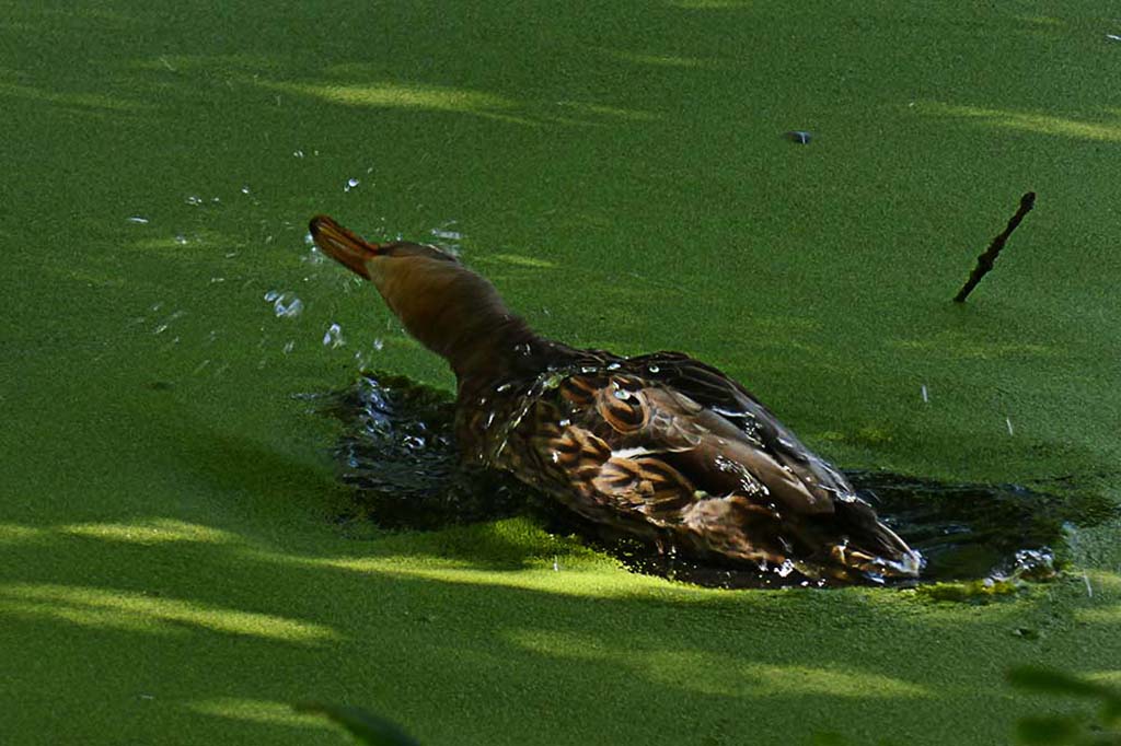 Bathing Mallard Duck.jpg