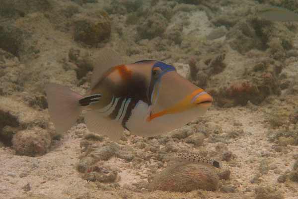 Picasso Trigger Fish (small).jpg