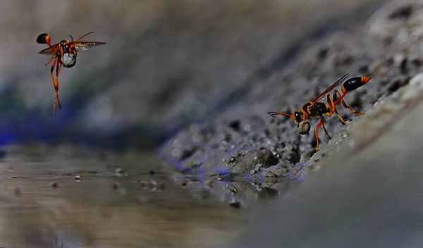 1-Wasps collecting clay for nest build.jpg