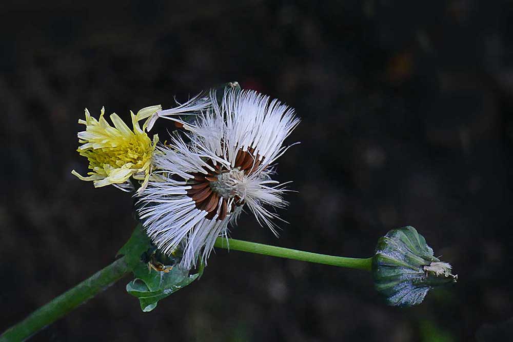 Weed - Flower & Seed.jpg