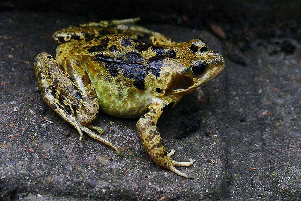 Frog - Garden life in Autumn.jpg