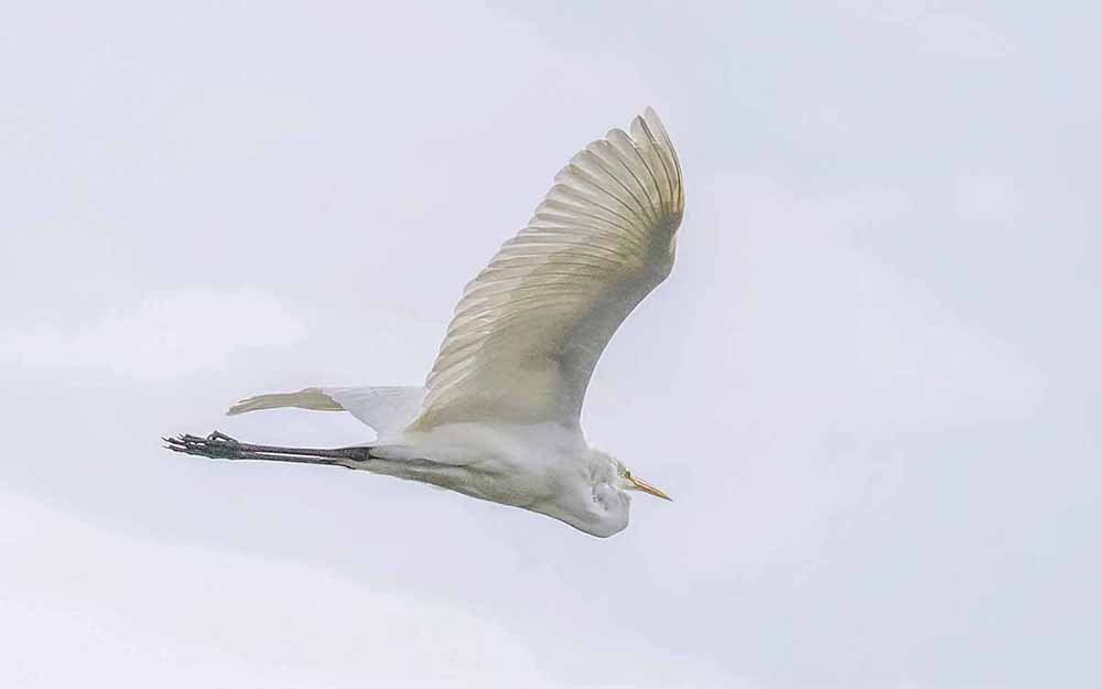 12A2-Great white Egret - Silver.jpg