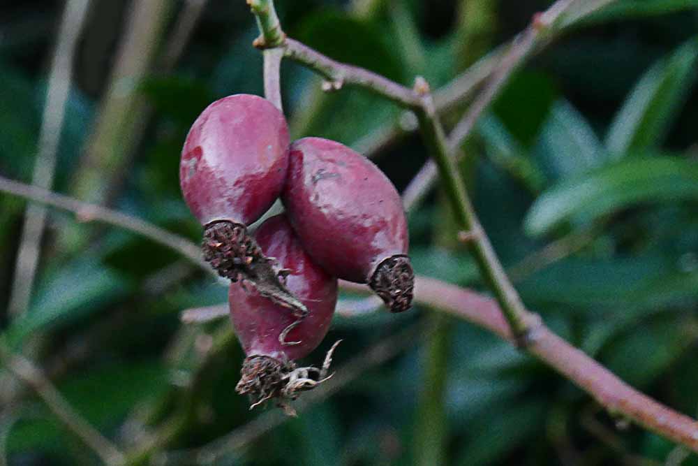 1-Rose Hips P1460133.jpg