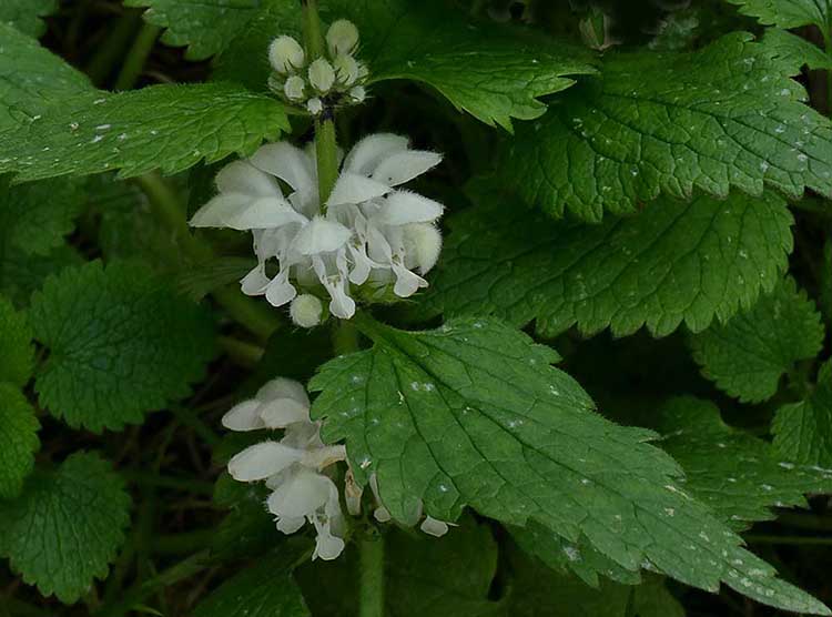 Deadnettle in Flower.jpg