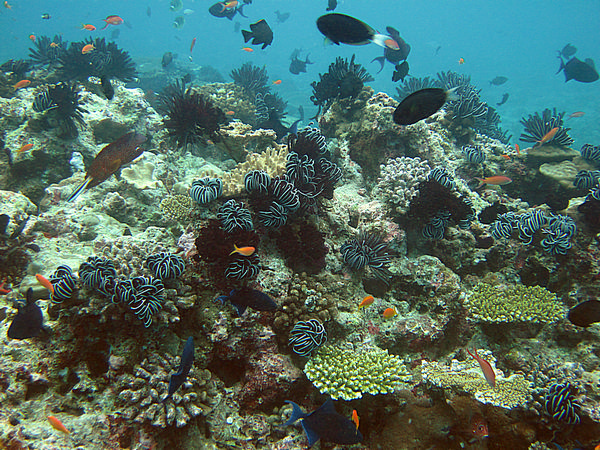 Coral reef (small).jpg