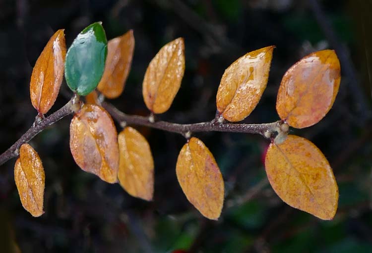 1XSP One Green Leaf after Rain Shower.jpg