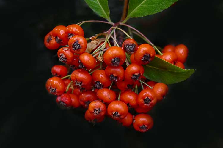 1PS Orange Berries 3B.jpg