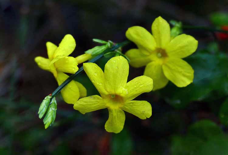 1XPS Yellow Flowers after the rain 3.jpg