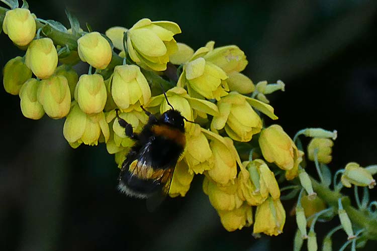Bumble Bee at 4C b.jpg