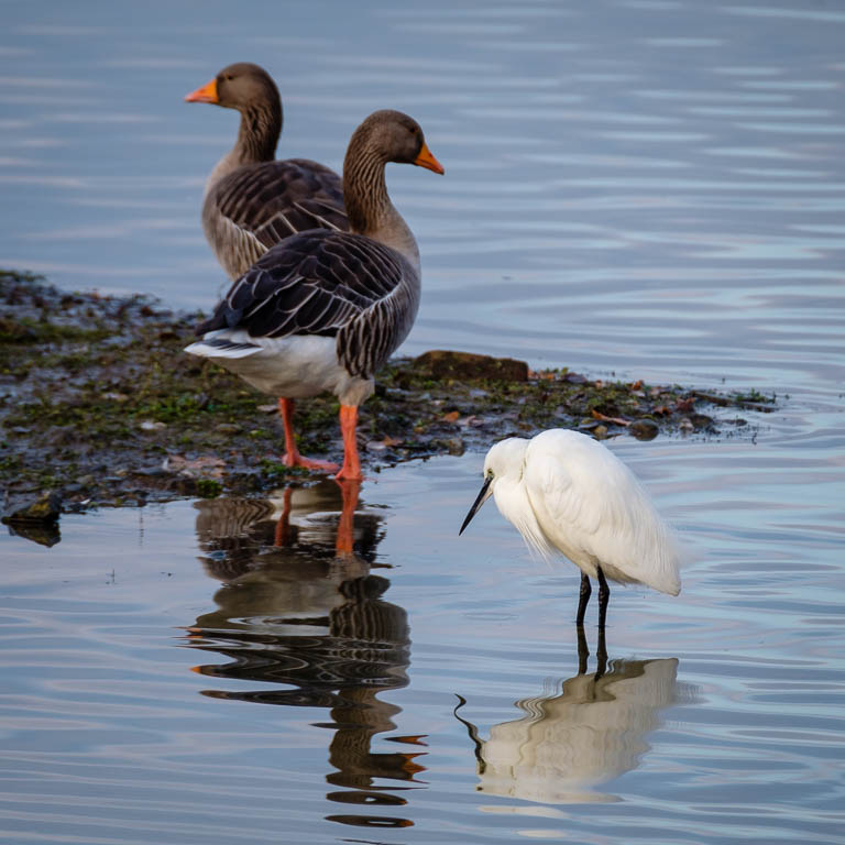 Little Egret.jpg