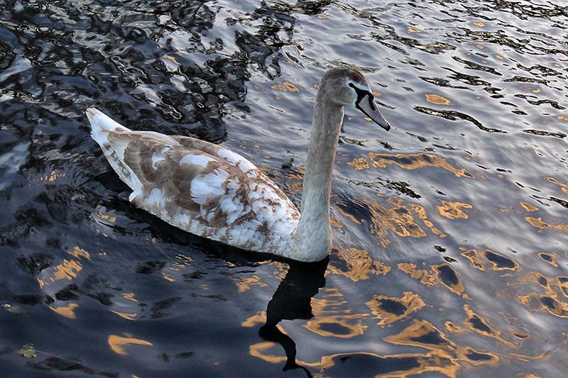 2-Gosling at sunset.jpg