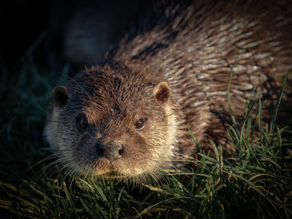 20190120-Otter_1209291.jpg