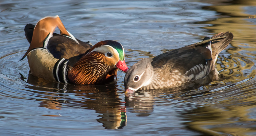 20190223 7D2 0056 Mandarin Duck.jpg