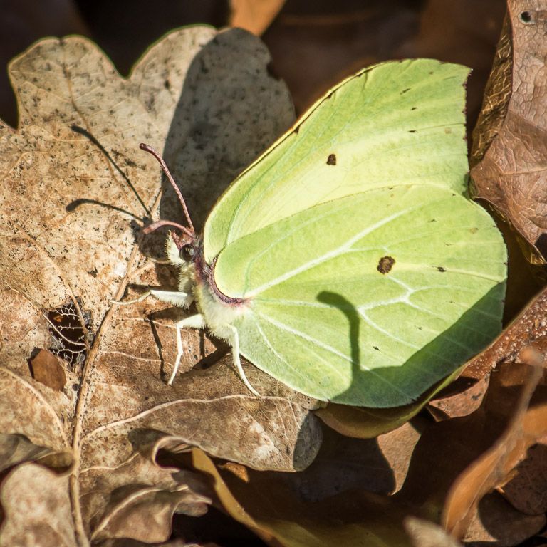 20190223 7D2 0088 Brimstone.jpg