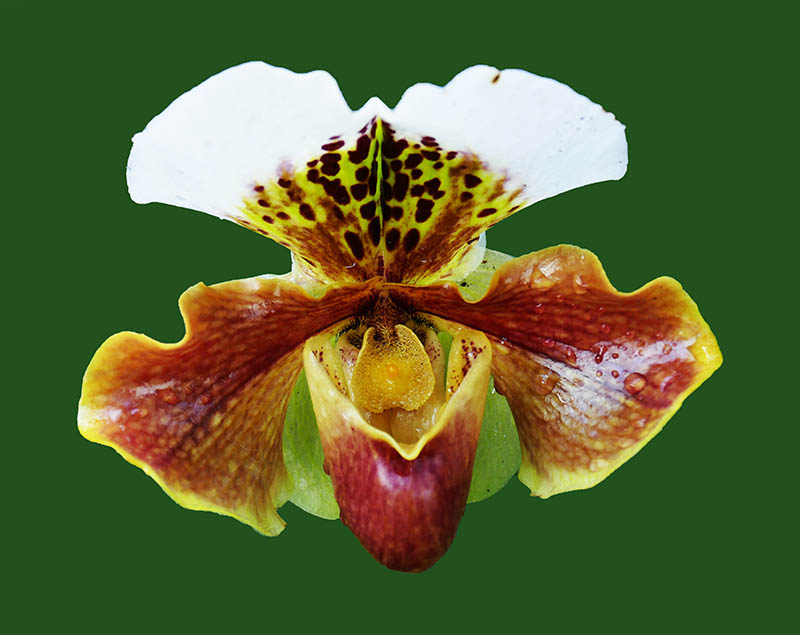 9-Orchid at Kew2.jpg