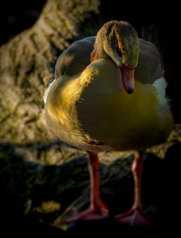 Laura wk 8 Egyptian goose_1232679-Edit.jpg