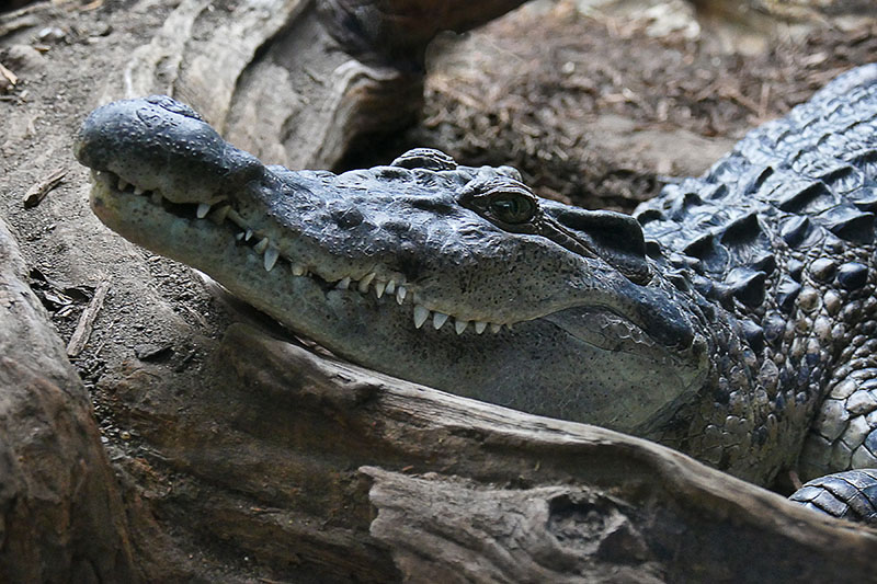 S12-Smiling Crocodile.jpg