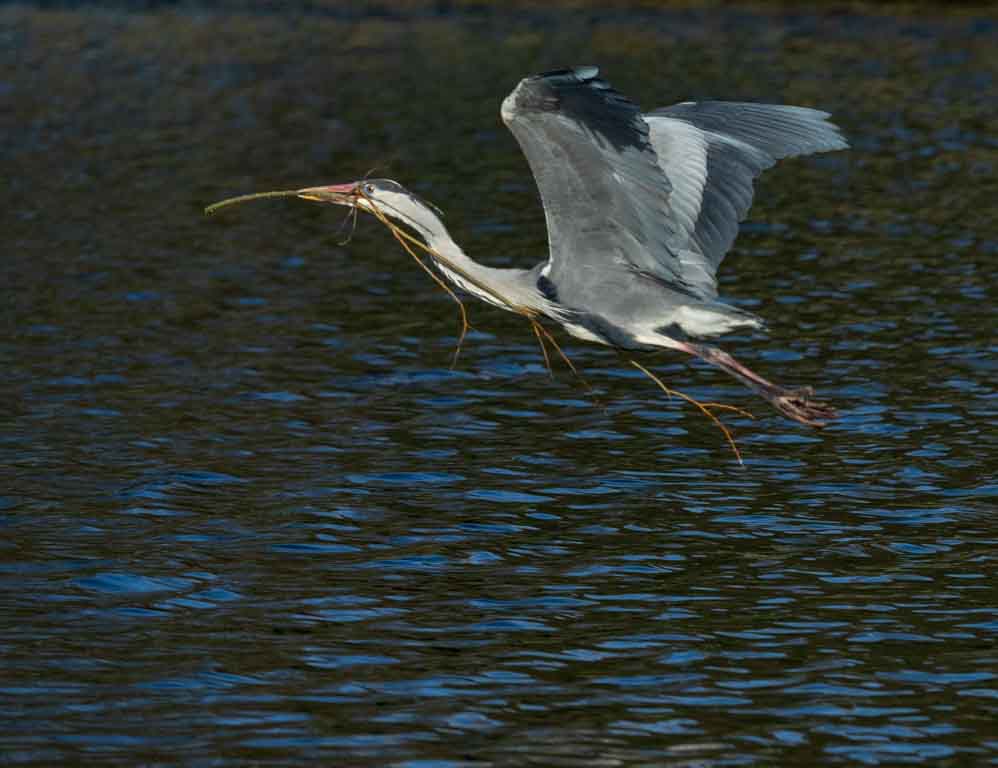 Laura wk 11 Heron Nesting_1114387.jpg