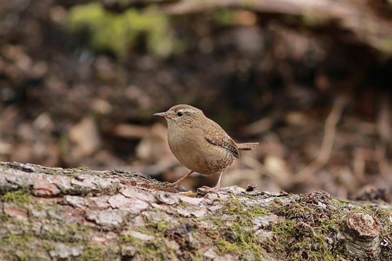 1A-Wren IMG_2613.jpg