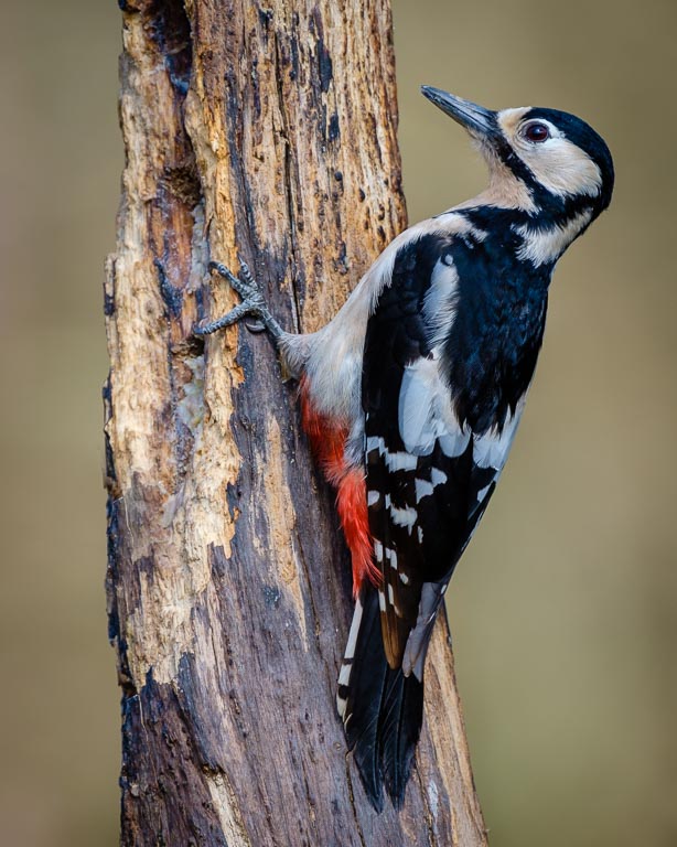 Woodpecker.jpg