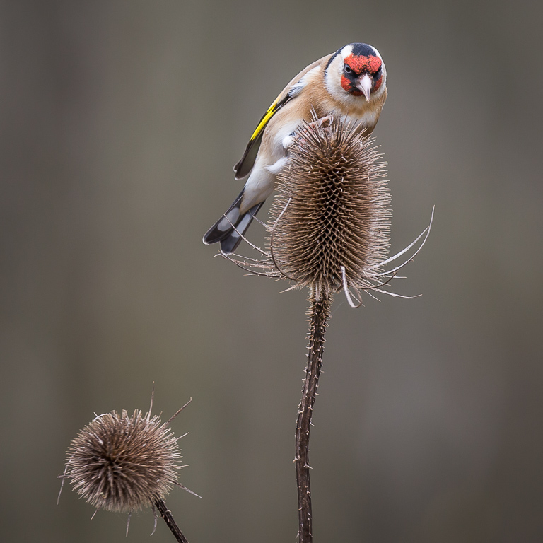 20190328 1DX 0113 Goldfinch.jpg