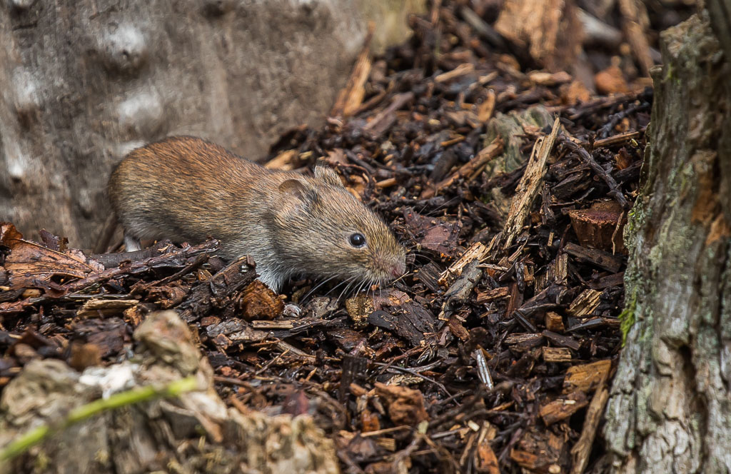 20190328 1DX 0197 Bank Vole.jpg