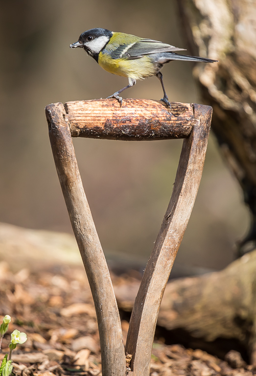 20190328 1DX 0398 Great Tit.jpg