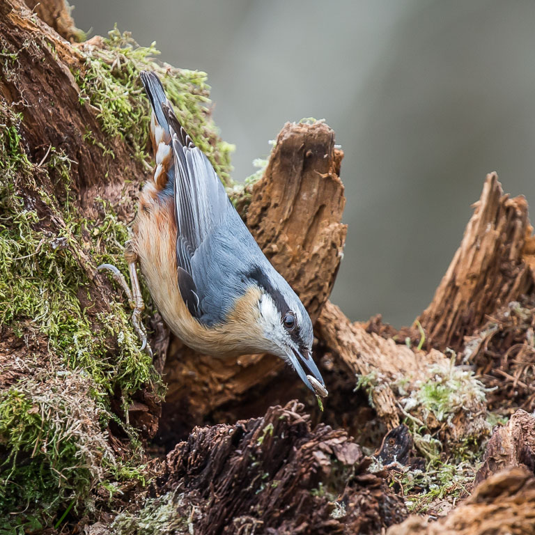 20190328 1DX 0046 Nuthatch.jpg