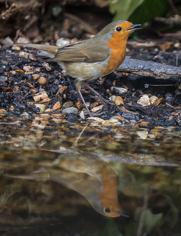 20190328 1DX 0384 Robin.jpg