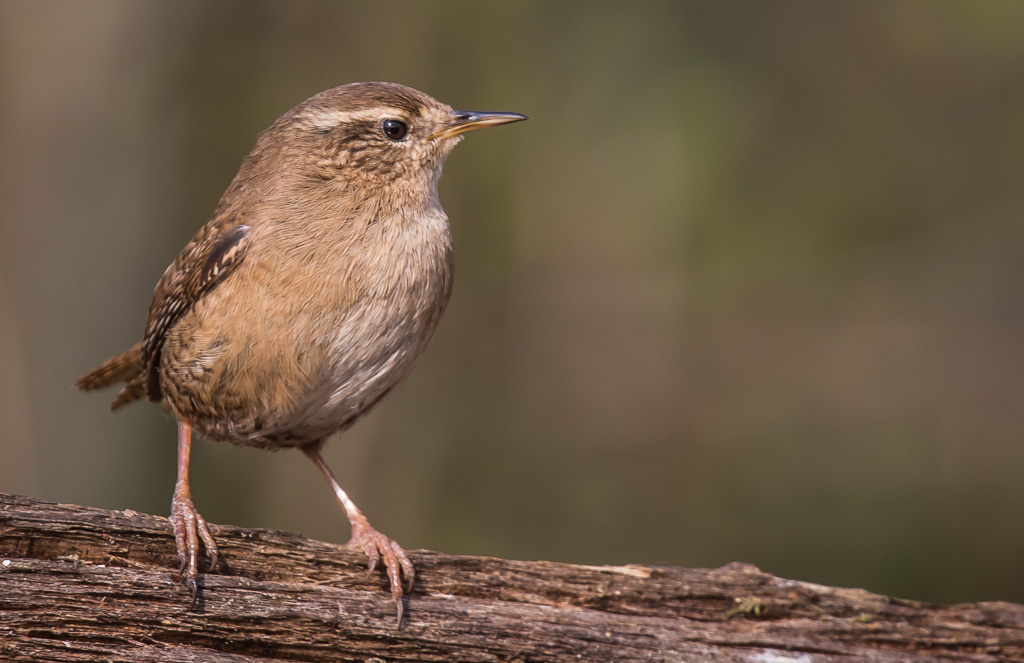 20190328 1DX 0453 Wren.jpg