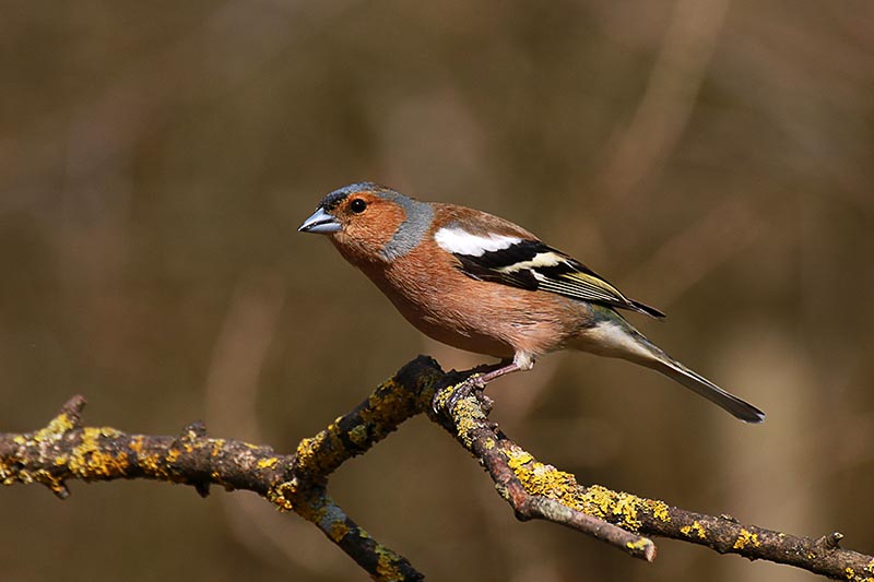 S13-Chaffinch.jpg