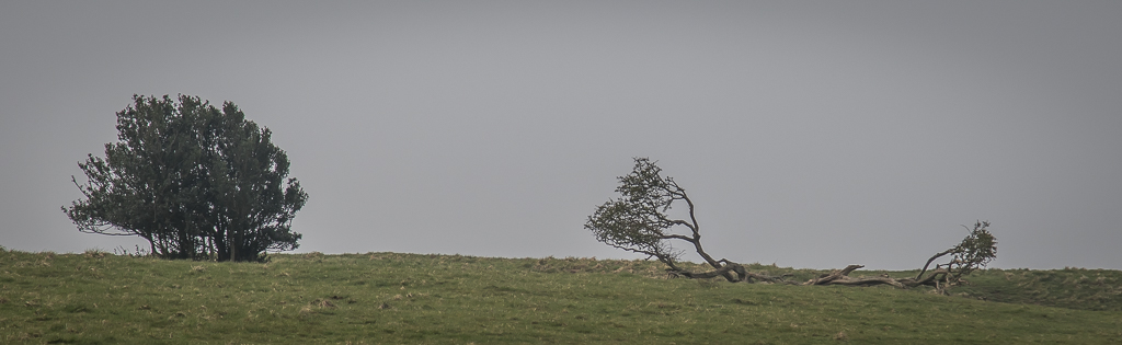 20190406 7D2 0008 DEVIL'S DYKE.jpg