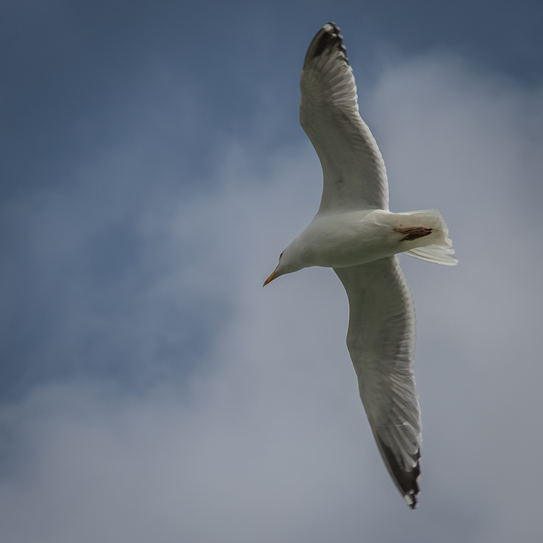 20190406 7D2 0005 Herring Gull @ Shoreham.jpg