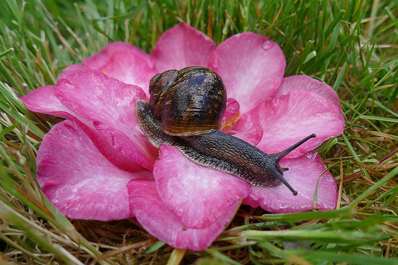 S17-Snail on pink camellia.jpg