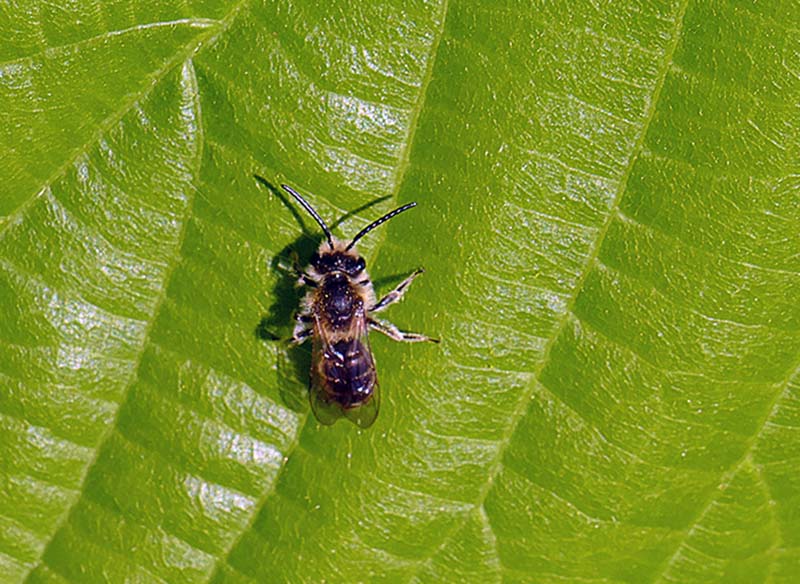 1LP-Small wasp.jpg