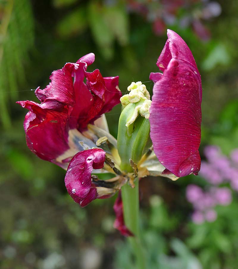 1CW-Tulip going to seed.jpg