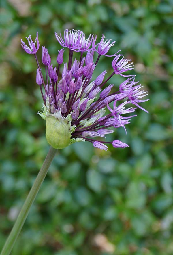 1CW-Ornamental Onion Flower.jpg