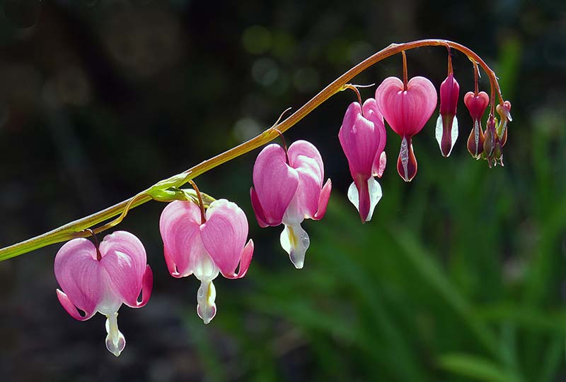 1CW-Pink Bleeding Heart Flowers Dicentra spectabilis.jpg