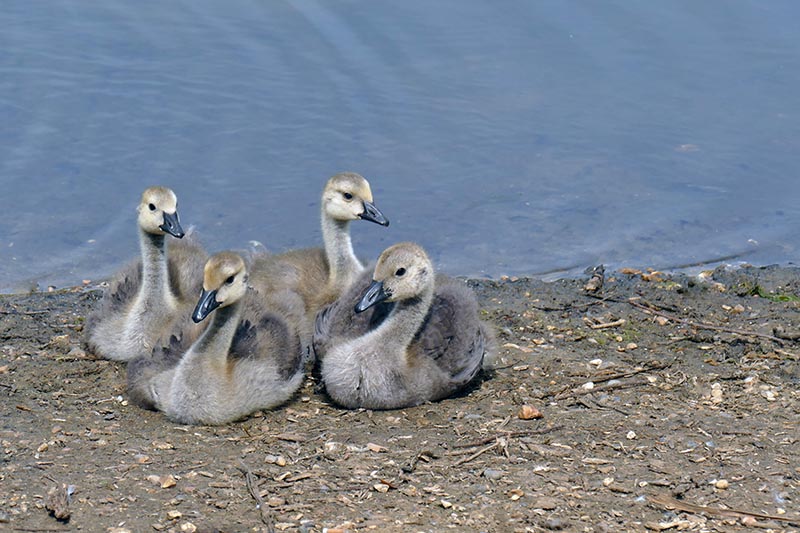 S22-Goslings sitting to attention.jpg