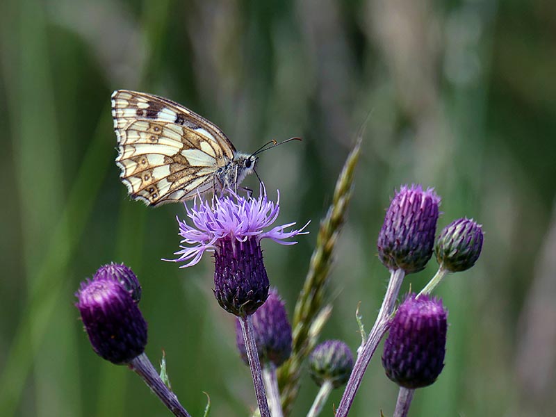 S28-Marbled White Butterfly on Thistles.jpg