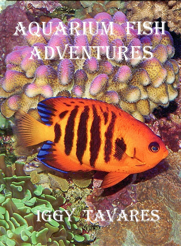 Aquarium Fish Adventures - 2.jpg